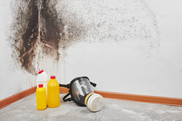 Best Office Mold Removal Services  in Bluefield, VA