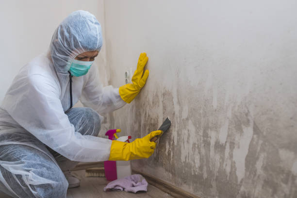 Best Water Damage Restoration  in Bluefield, VA