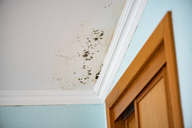 Best Fast Mold Removal  in Bluefield, VA