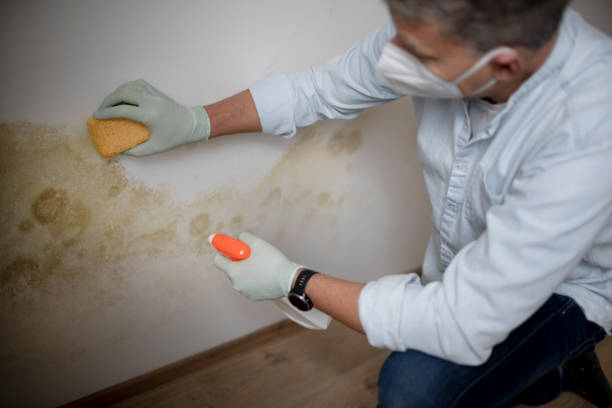 Best Mold Damage Repair  in Bluefield, VA