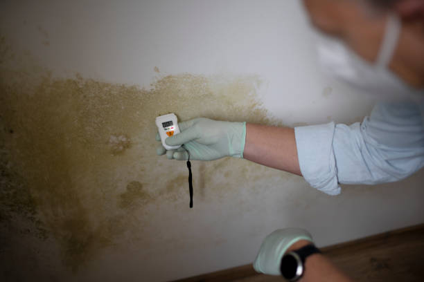 Best Toxic Mold Removal  in Bluefield, VA