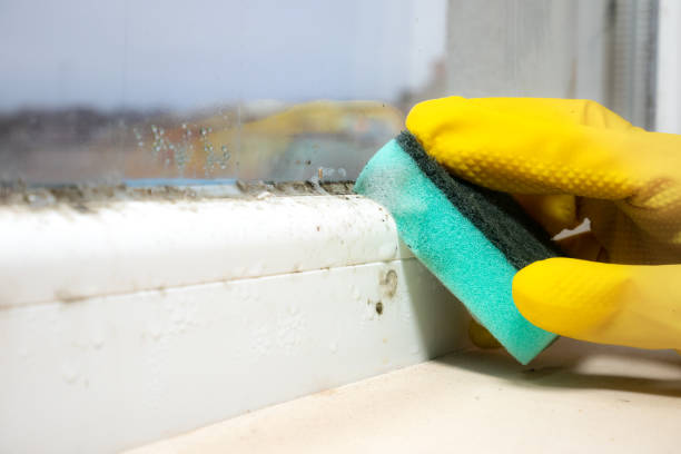Best Certified Mold Removal  in Bluefield, VA