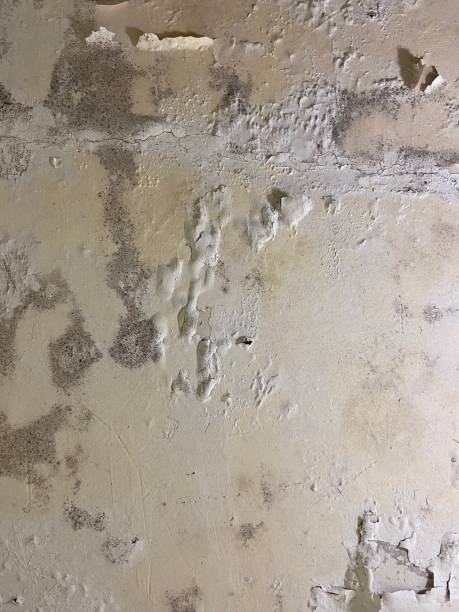 Best Mold Inspection  in Bluefield, VA