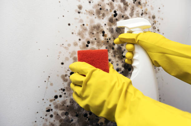 Certified Mold Removal in Bluefield, VA