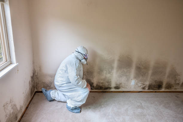 Best Professional Mold Removal  in Bluefield, VA
