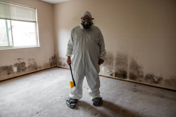 Best Local Mold Removal Service  in Bluefield, VA