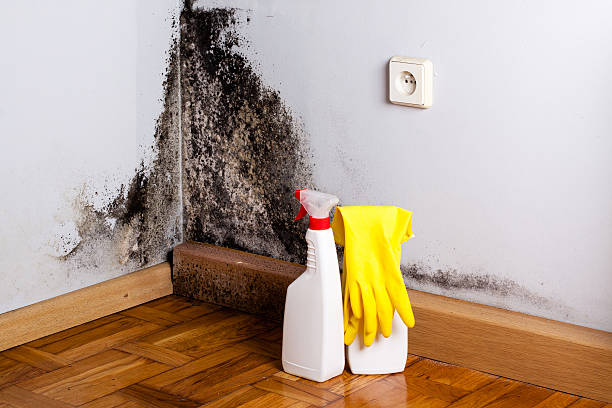 Bluefield, VA Mold Removal Company