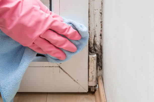 Best Mold Testing  in Bluefield, VA